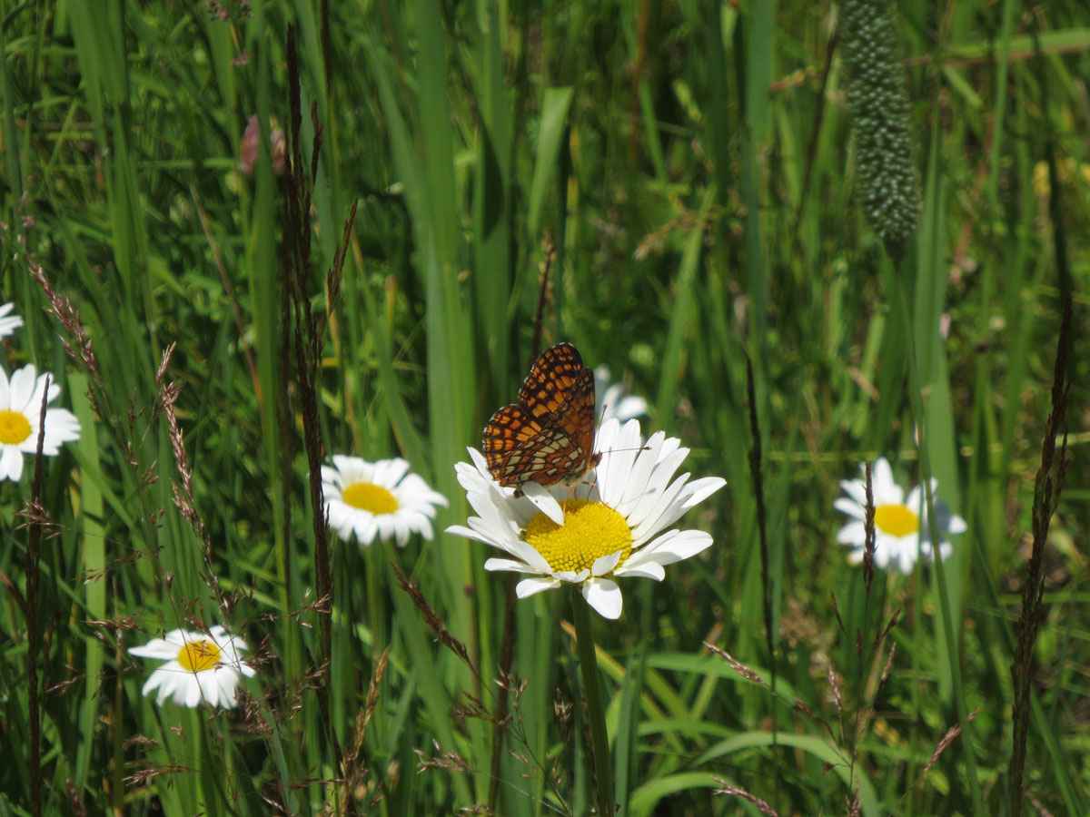 Daisy visitor by Susan Fluegel